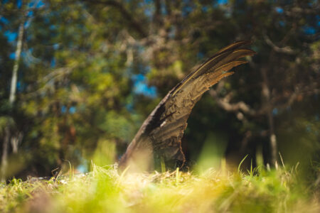 Die Gedanken sind frei