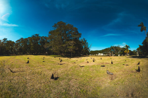 Die Gedanken sind frei