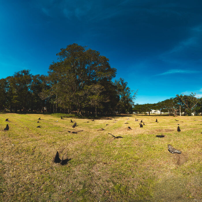 José Miguel Cano – Nodes