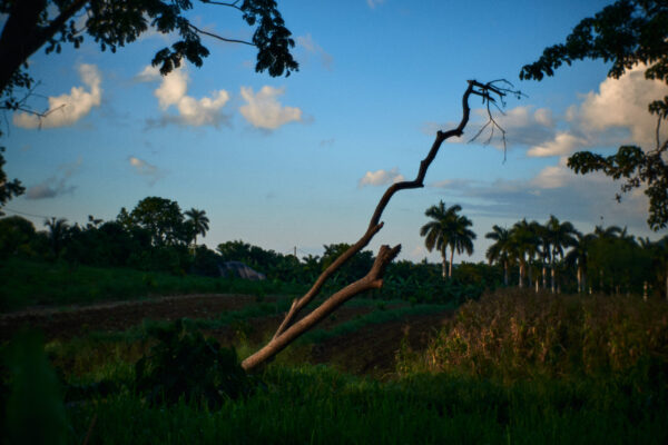 Untitled (from the series January Flowers)