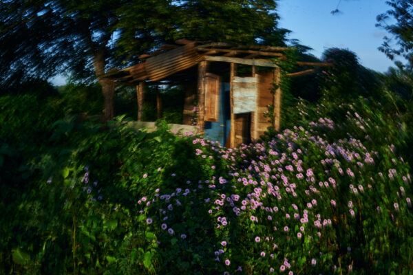 Untitled (from the series January Flowers)