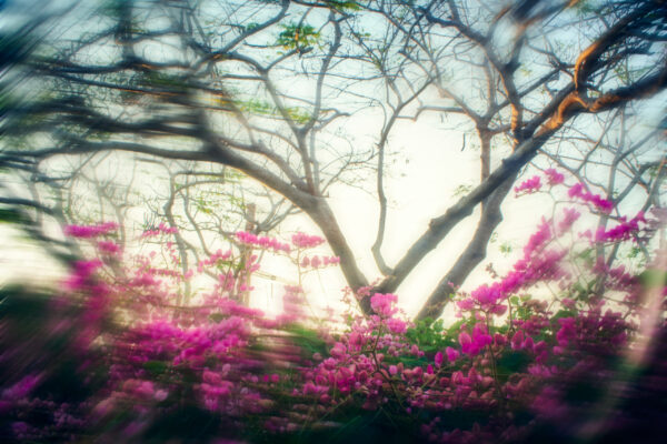 Untitled (from the series January Flowers)