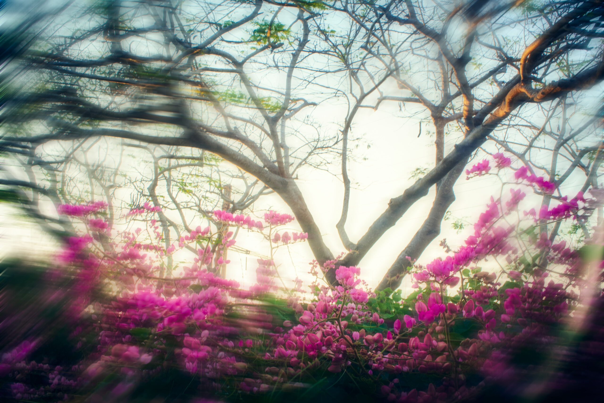 Black-and-white digital photograph from the series January Flowers, depicting an intimate domestic space in rural Cuba.