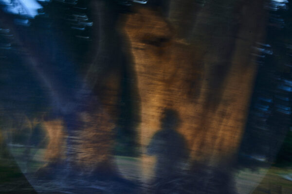 Untitled (from the series January Flowers)