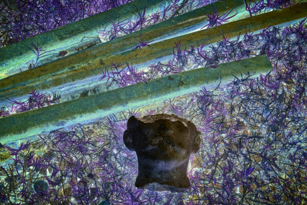 Untitled (from the series January Flowers)