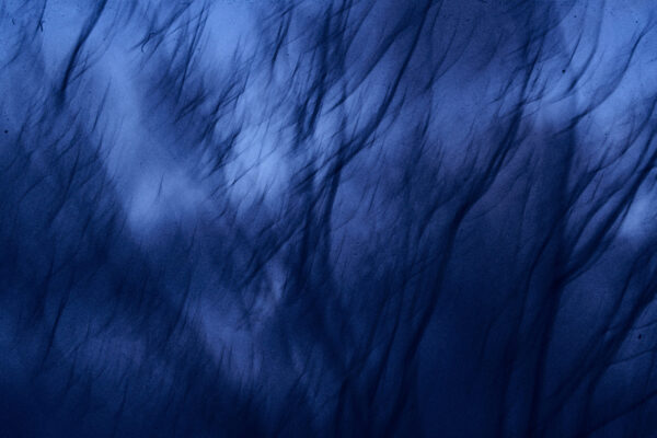 Untitled (from the series January Flowers)