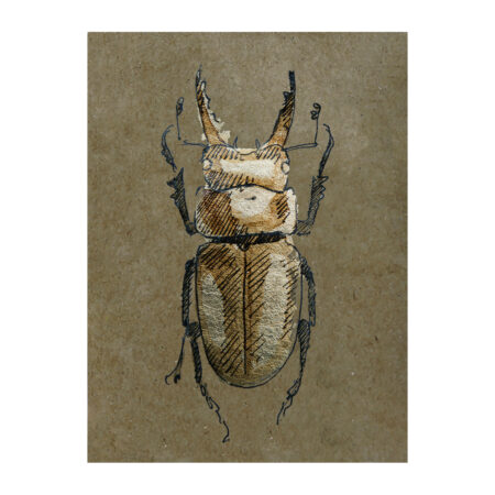 Prelude #0035 Rhaetulus didieri