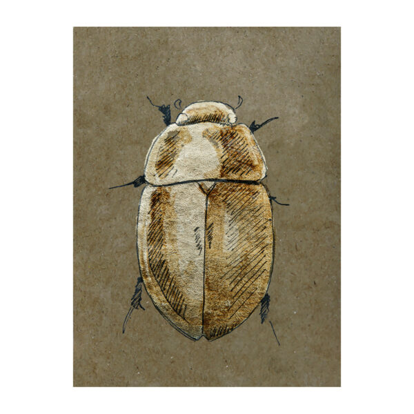 Prelude #0037 Hydrophilidae Genus