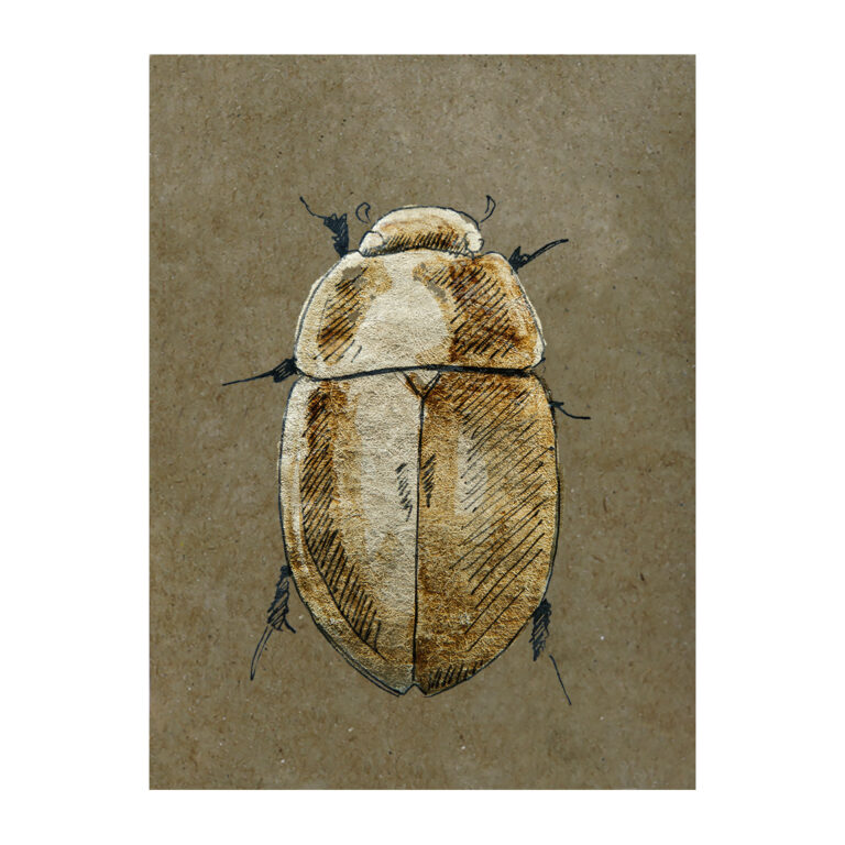 Prelude #0037 Hydrophilidae Genus by Bryan J. Romero García