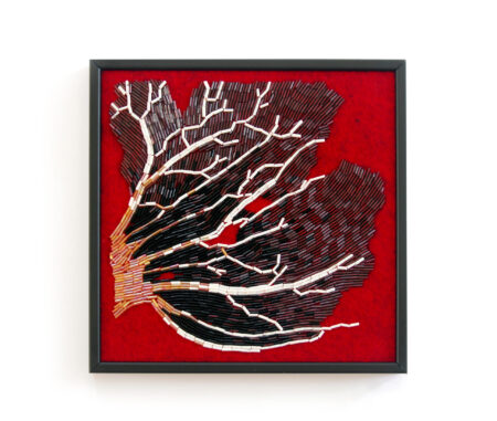 Sea fans